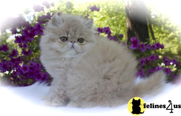 centralparkpersians Picture 2